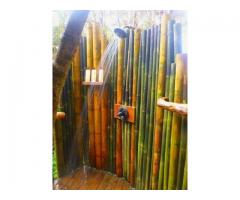 Vendo canne di bambù bambu con diametro da 1 cm. fino a 10 cm.